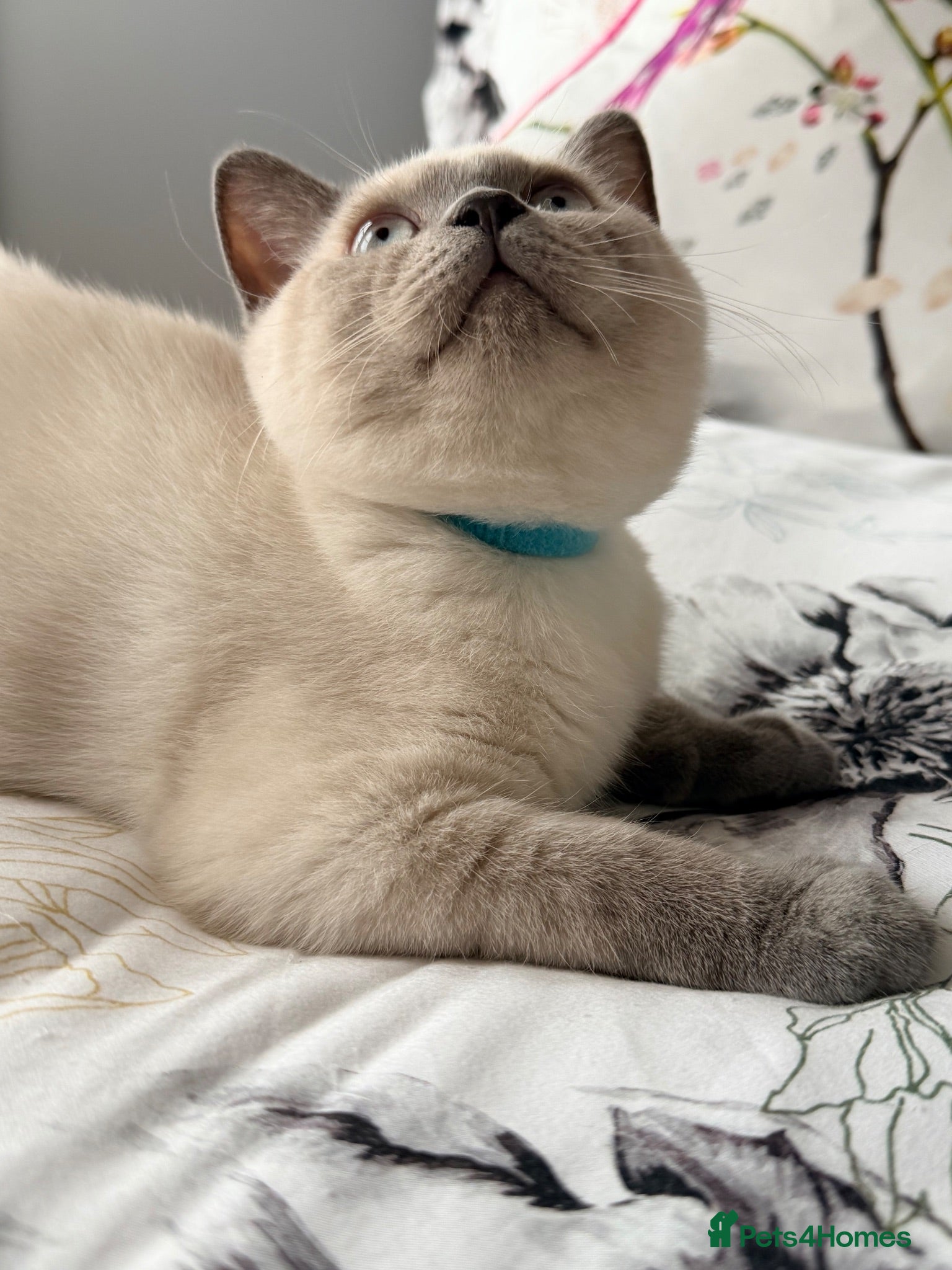 British Shorthair cats LAST BOY BSH Kittens READY NOW - Advert 2
