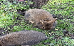 Angora rabbits for sale: Dutch and angora babies  - Image 9