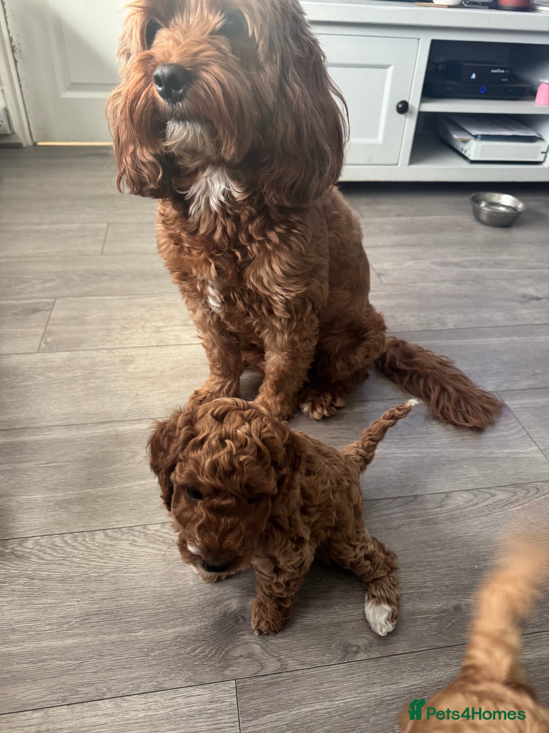 Cockapoo dogs for sale: Red Cockapoo girls Fb2 ready 12/1/26 - Advert 5