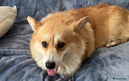 Welsh Corgi Pembroke dogs for sale: Stunning 33 Generation KC Pembroke Corgi Pups - Image 5