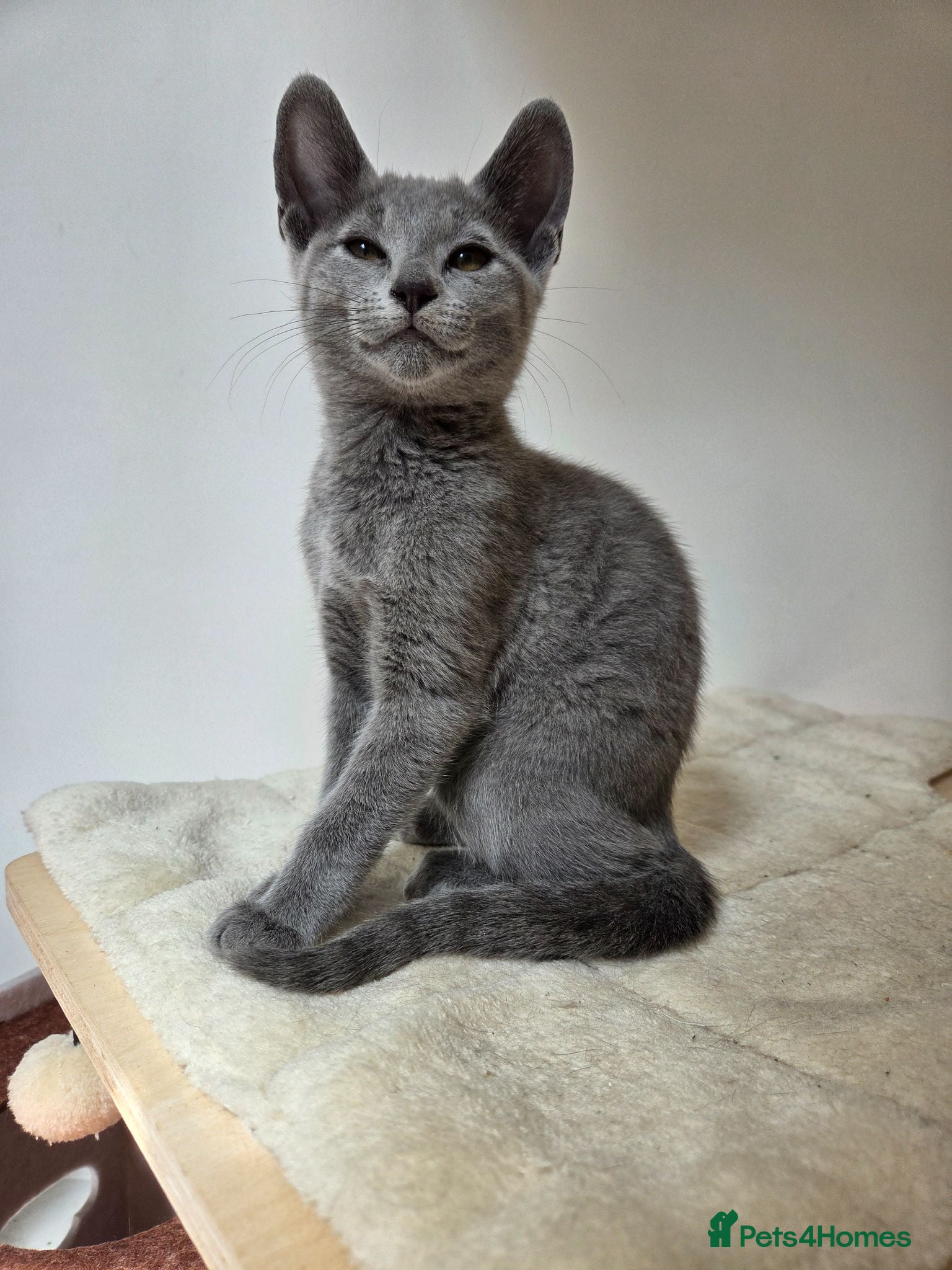 Russian Blue cats 💥READY to leave  – Russian Blue, TICA - Advert 6