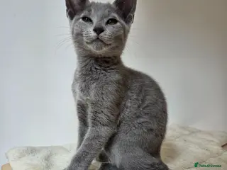 Russian Blue cats 💥READY to leave – Russian Blue, TICA - Advert 6