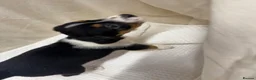 Jack Russell dogs for sale: Full Jack tussle pups  in Middlesbrough - Advert 21