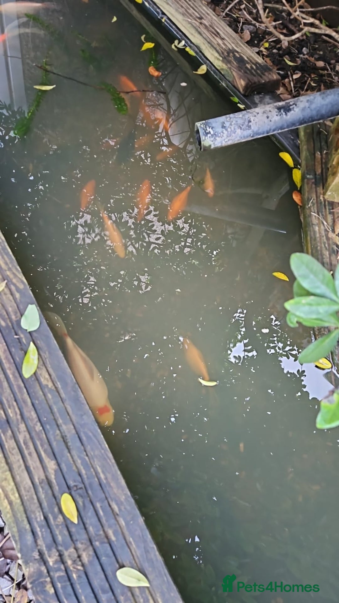 Goldfish fish for sale: Various Goldfish - Advert 6