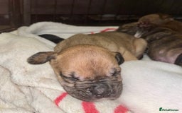 American Bull Staffy dogs for sale: Beautiful American bulldog x staff puppies   - Image 20
