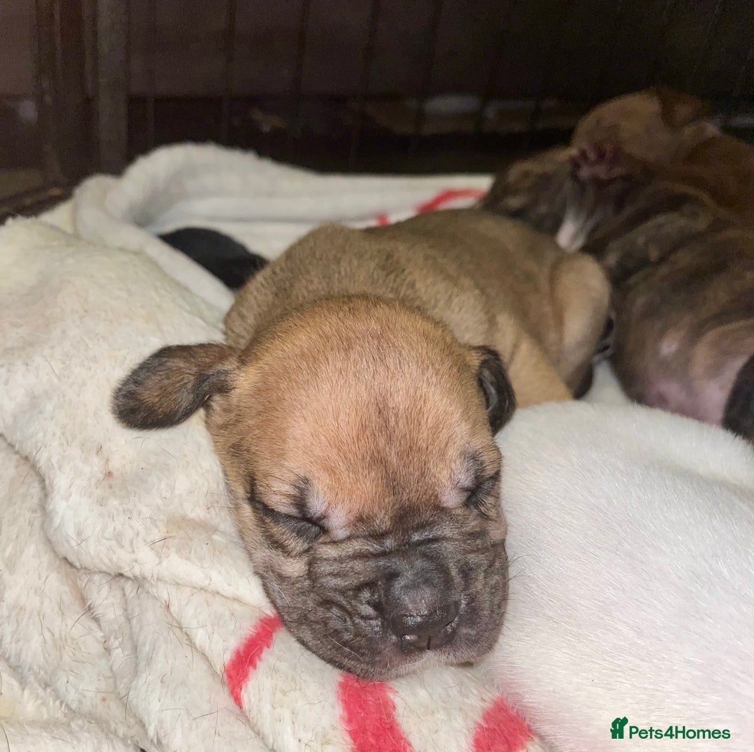 American Bull Staffy dogs for sale: Beautiful American bulldog x staff puppies   - Image 20