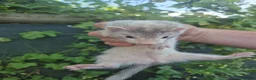 Ferret rodents for sale: 💚 Adorable well handled baby ferrets available 💚 - Advert 7