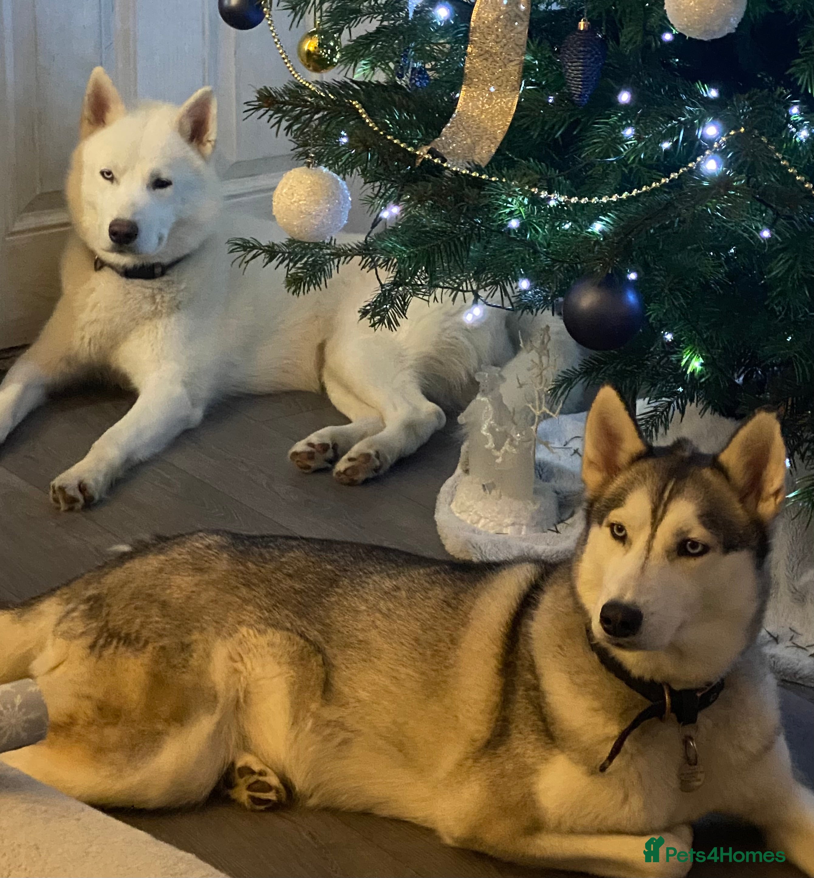 Siberian Husky dogs Stunning Pedigree Siberian Husky Male - Advert 5
