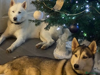 Siberian Husky dogs Stunning Pedigree Siberian Husky Male - Advert 5