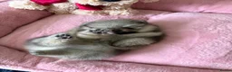 Pomeranian dogs for sale: Wolf & Orange Sable Teddy Bear Pomeranian Puppies - Advert 19