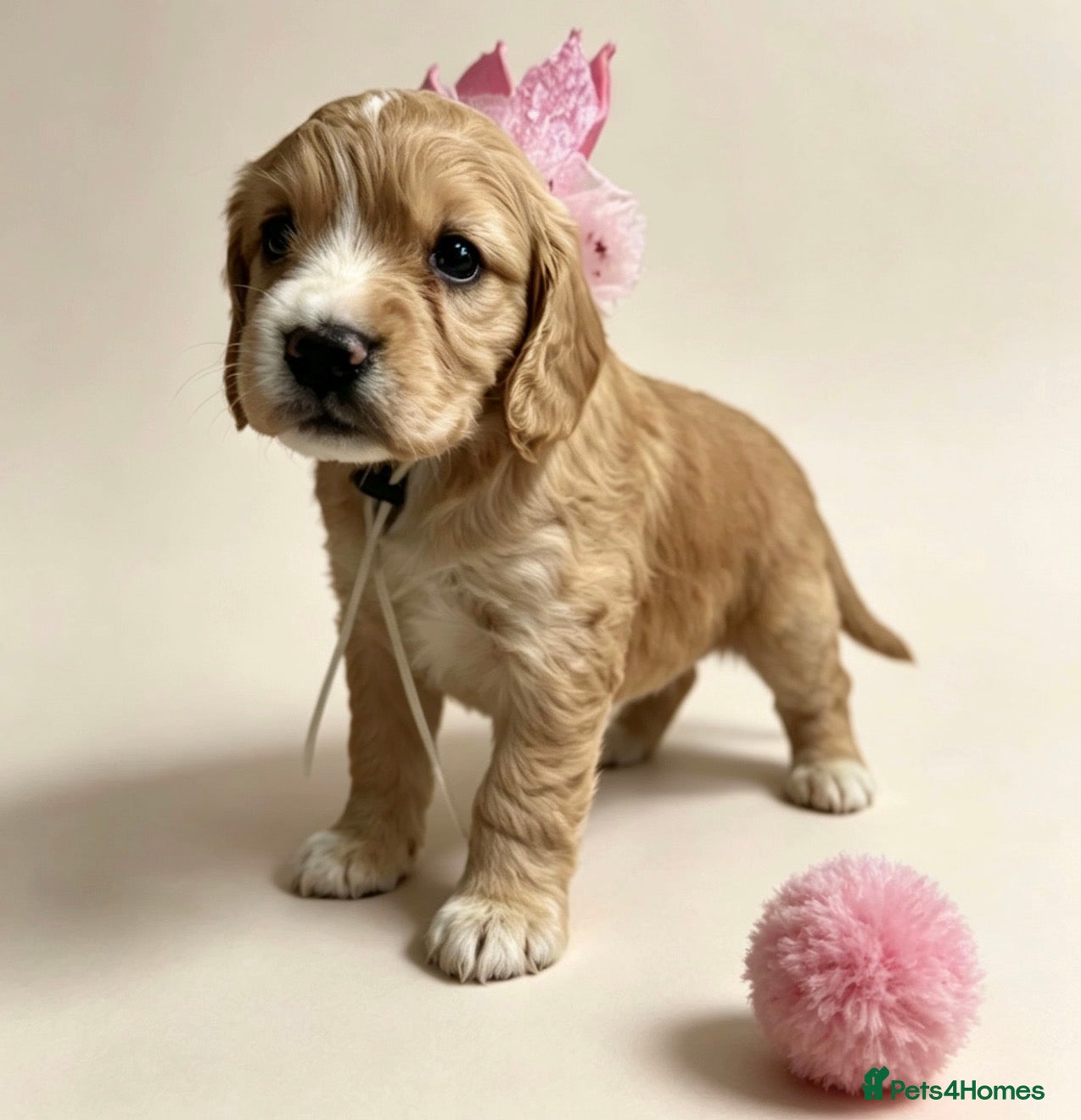Cocker Spaniel dogs Amazing WCS PUPS 🐶 - Advert 1