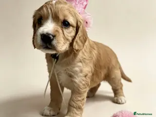 Cocker Spaniel dogs Amazing WCS PUPS 🐶 - Advert 1