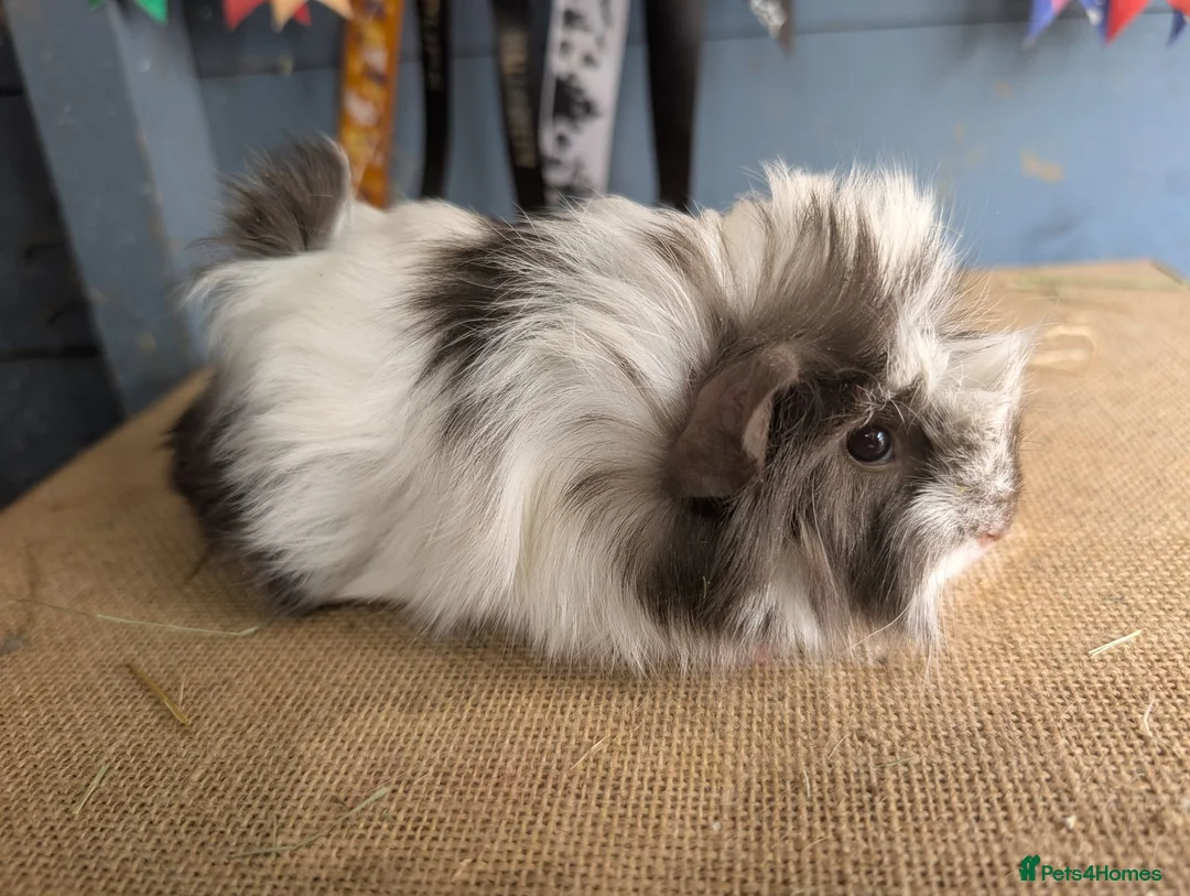 Guinea Pig rodents for sale: Funky & swiss breed guinea pig babies  - Advert 1