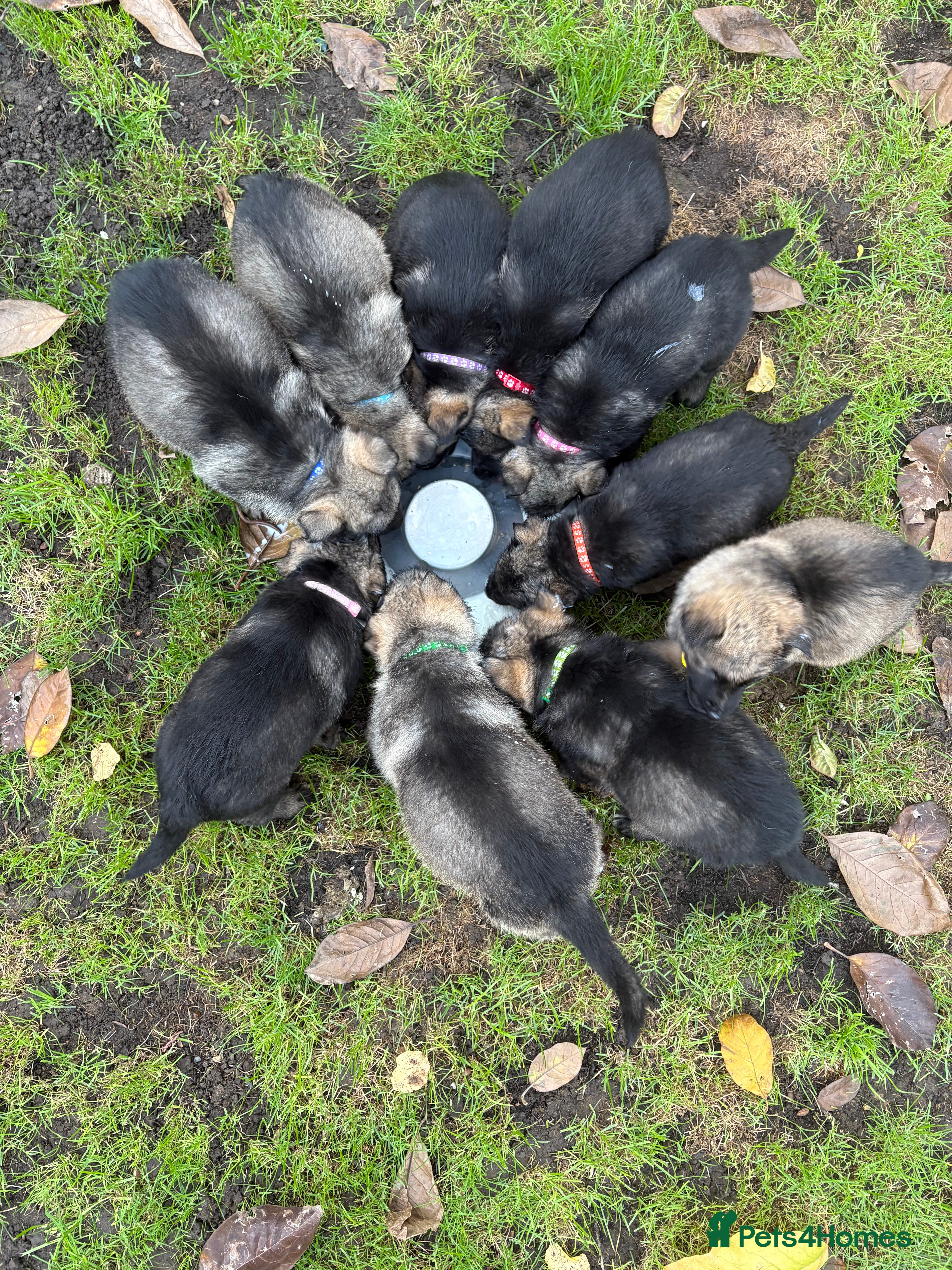 German Shepherd dogs 10 PURE germ shepherd puppies ENFIELD - Advert 11