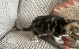 European cats for sale: Beautiful Tabby kittens  - Image 8