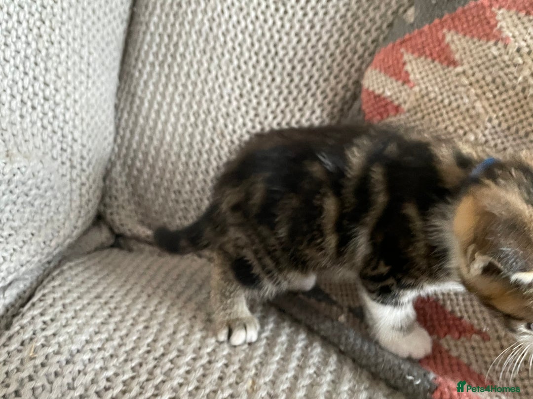 European cats for sale: Beautiful Tabby kittens  - Image 8