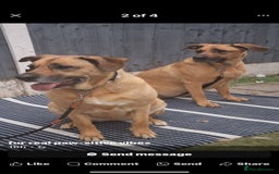 Mixed Breed dogs for sale: Roxy & lexi please read advert  - Image 1
