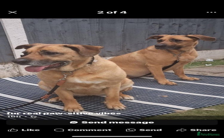 Mixed Breed dogs - Advert 1