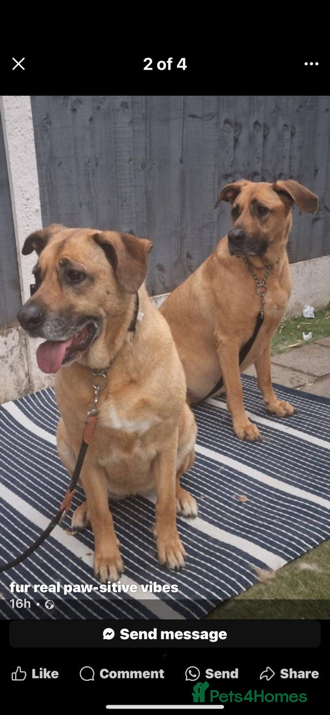 Mixed Breed dogs for sale: Roxy & lexi please read advert  - Image 1
