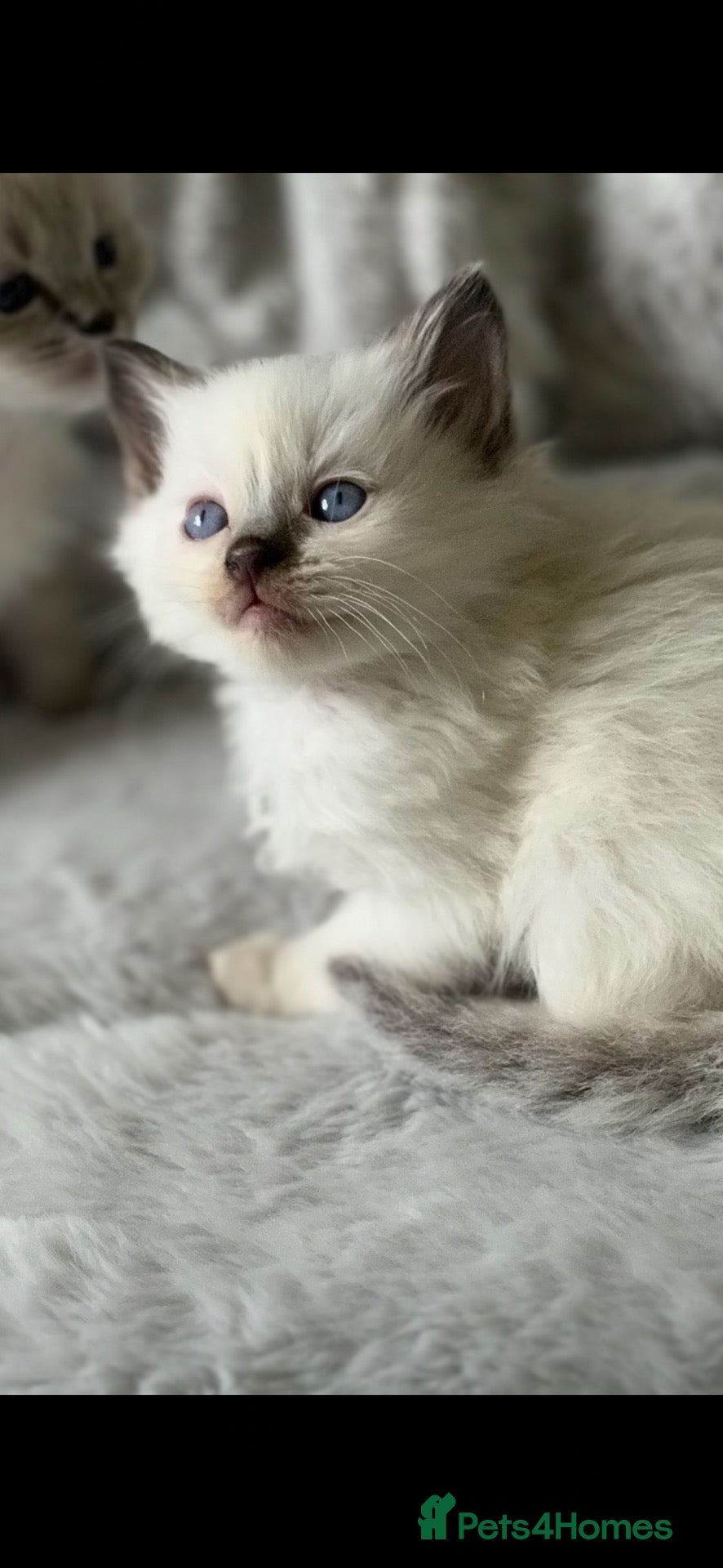 Ragdoll cats 🌺 Exceptional GCCF Babies 🌺 - Advert 12