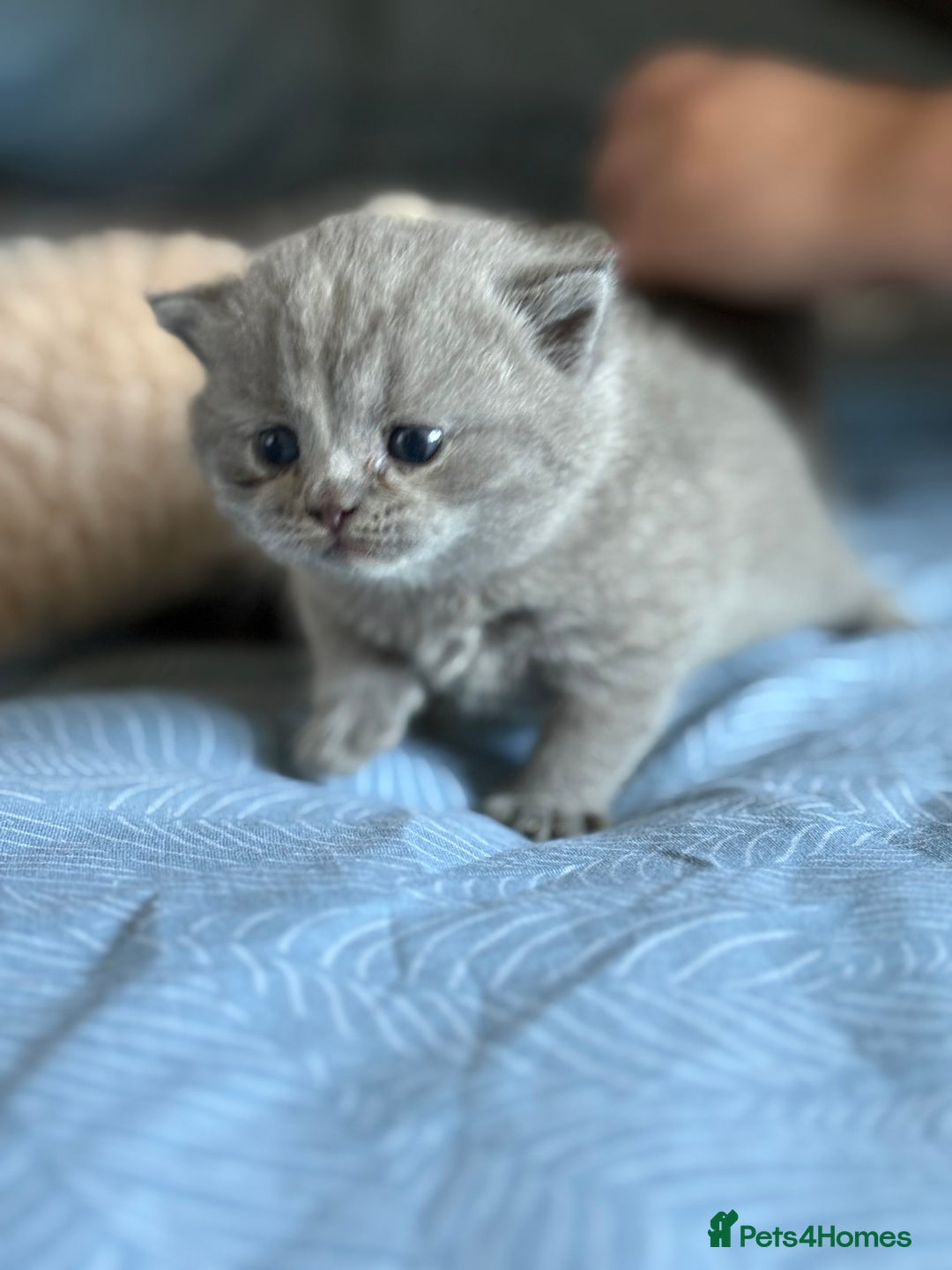 Scottish Fold cats for sale: Scottish fold&straight kittens - Advert 3
