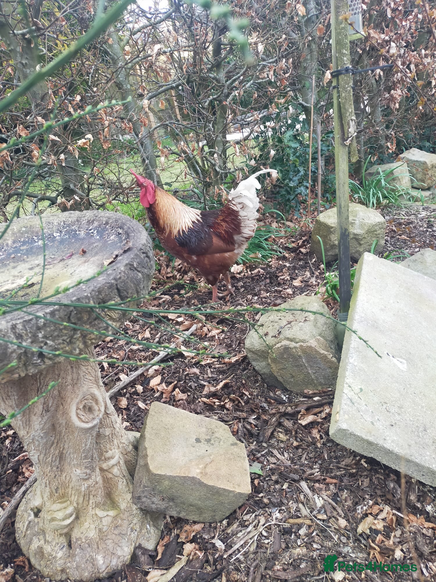 Chickens poultry for sale: Goldline Rooster (George) - Advert 4