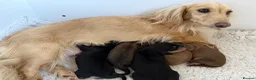 Miniature Dachshund dogs for sale: Stunning long hair  KC,PRA & BVA eye clear parents - Advert 17