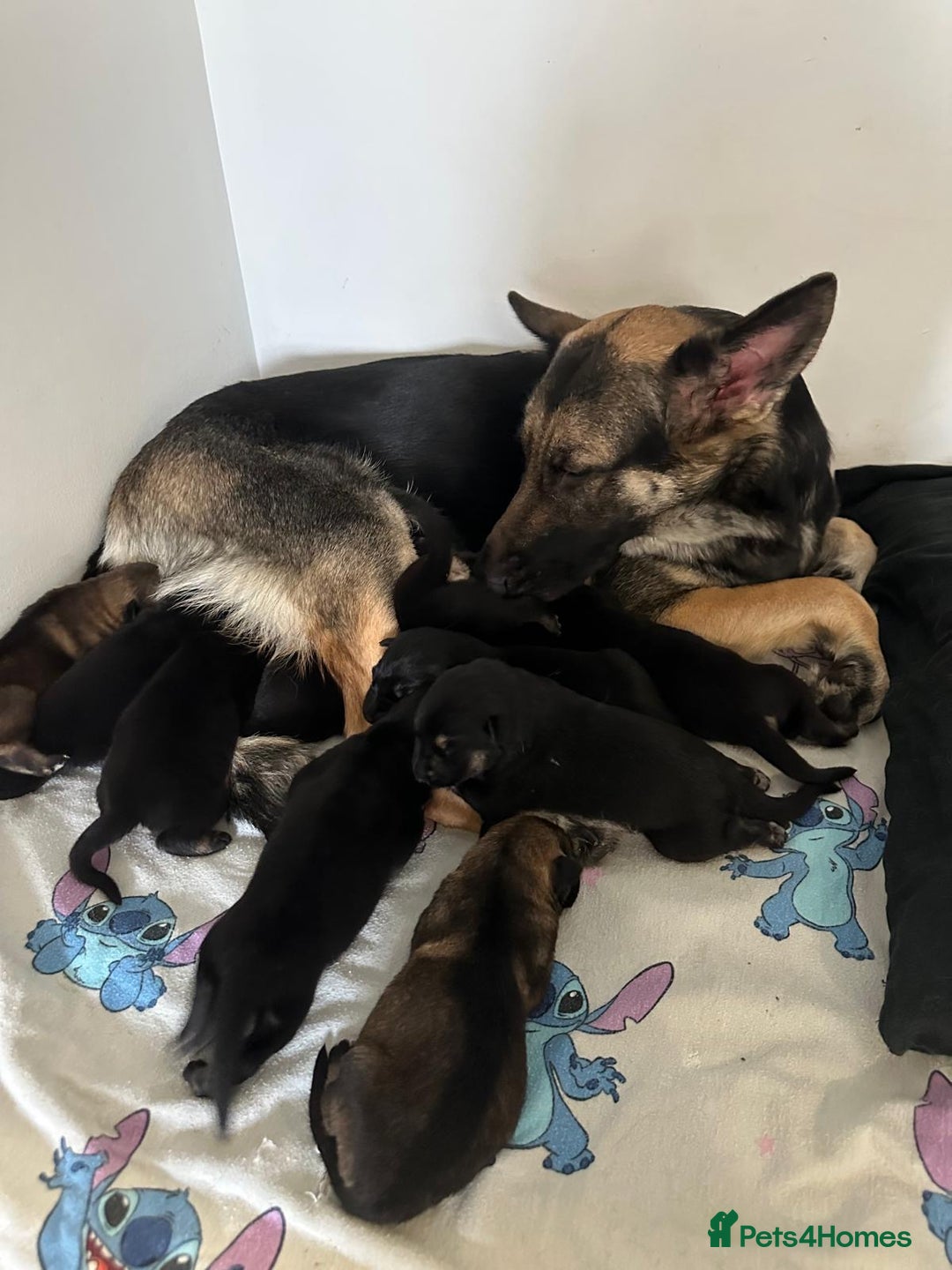 German Shepherd dogs for sale: Lovely GSD puppies  - Advert 2