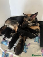 German Shepherd dogs Lovely GSD puppies - Advert 3