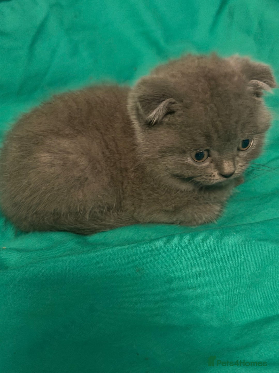 Scottish Fold cats for sale: Scottish fold kittens - Advert 9