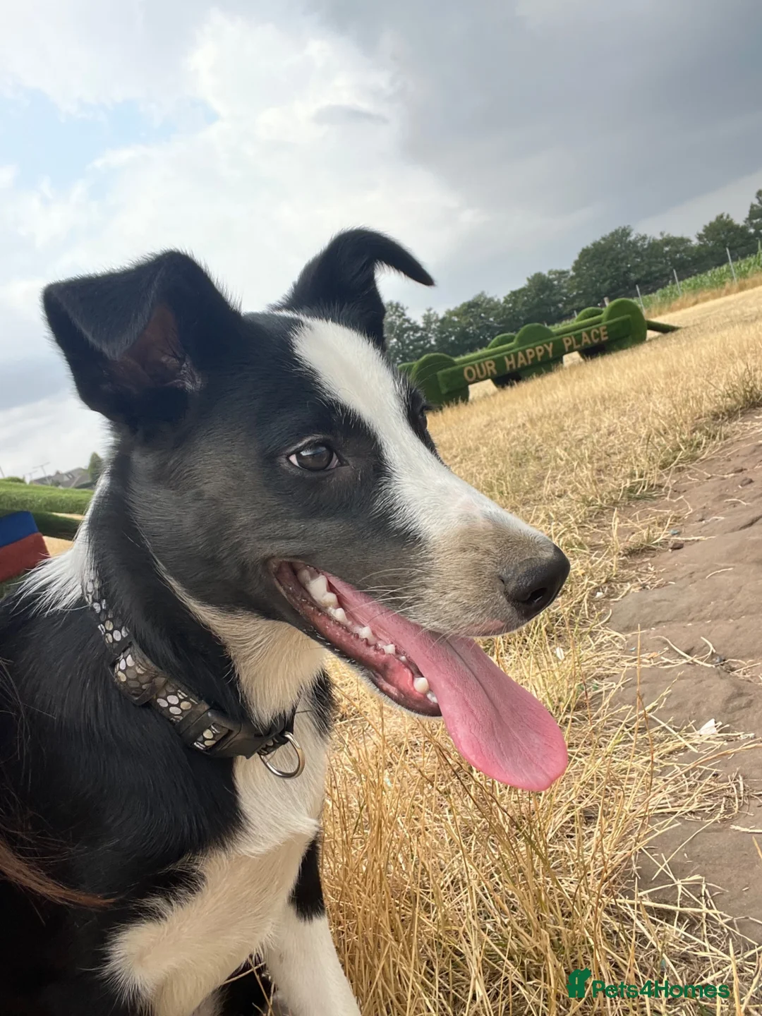 Border Collie dogs for sale: Border collie - Advert 2