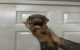 Miniature Dachshund dogs for sale: Isabelle tan dapple miniature dachshund KC reg - Advert 7