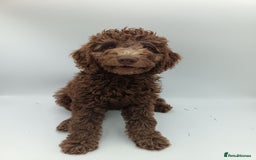 Labradoodle dogs for sale: 🌈The work has been done , choose your breeder 🌈 - Image 36