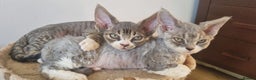 Devon Rex cats for sale: Three lovely brothers and sister - Advert 7
