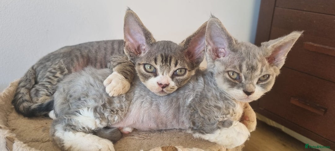 Devon Rex cats for sale: Three lovely brothers and sister - Advert 7