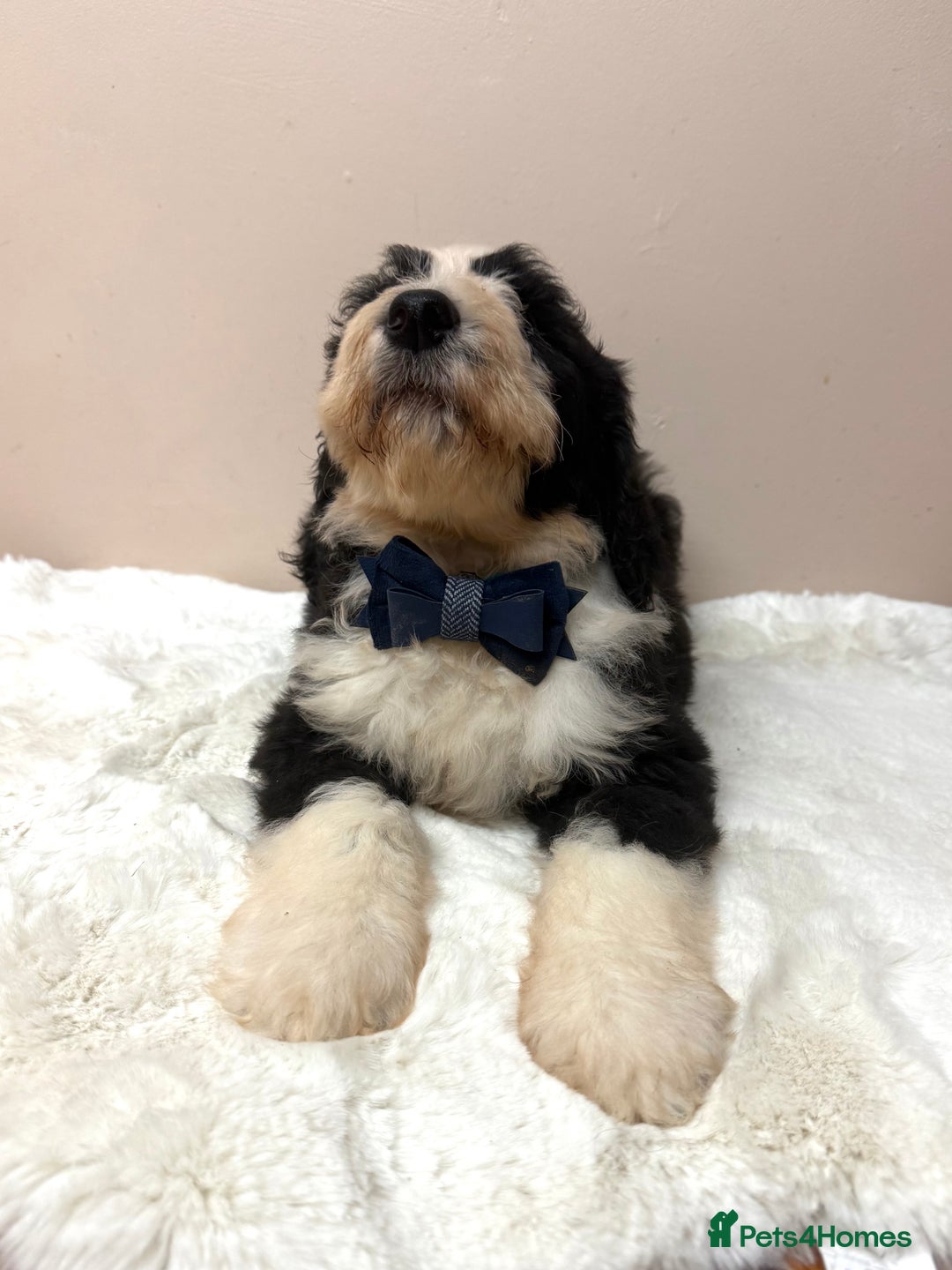 Bernedoodle dogs for sale: F1 Standard Bernerdoodles - Advert 14