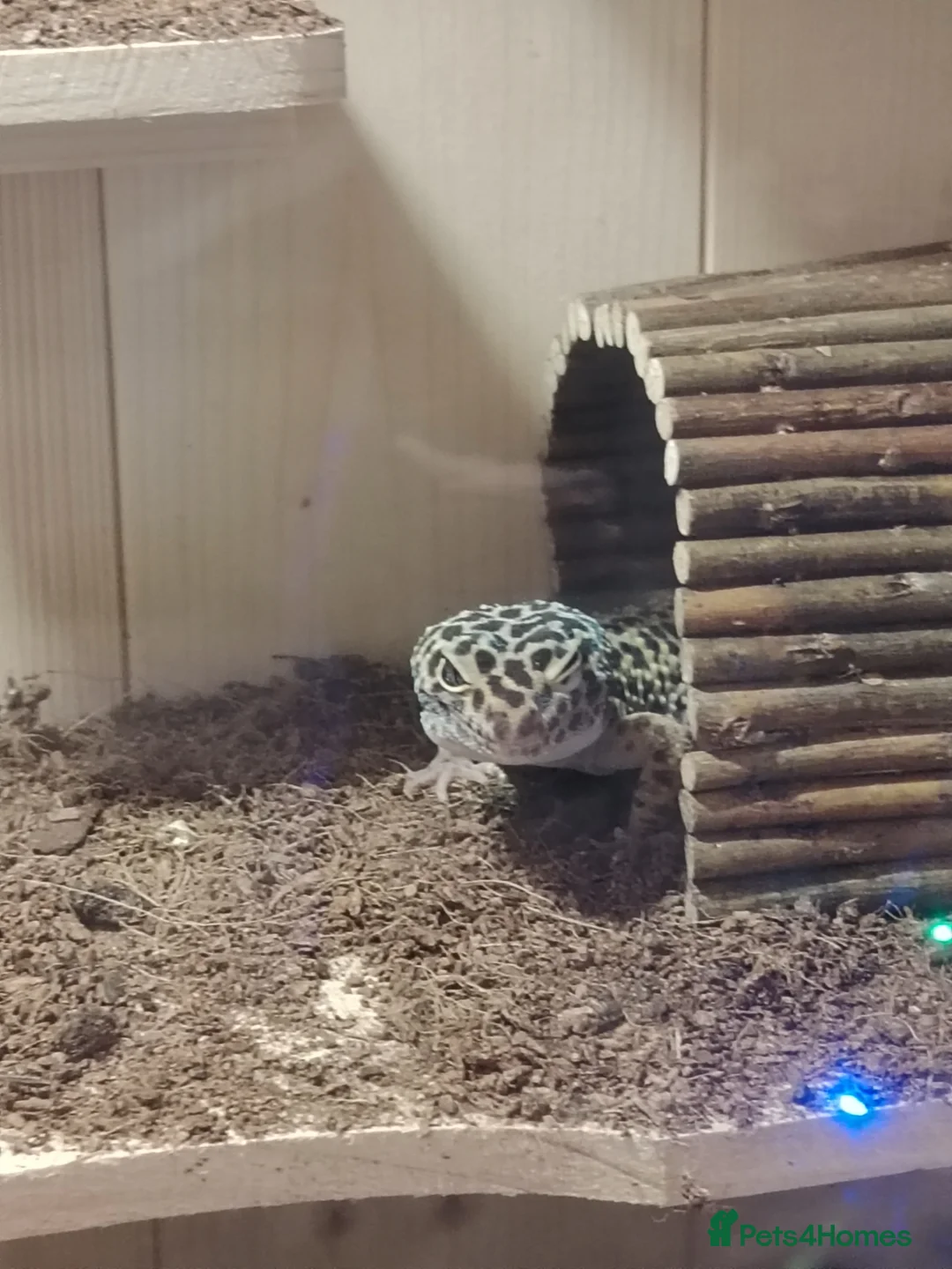 Gecko reptiles for sale: Leopard gecko  - Advert 5