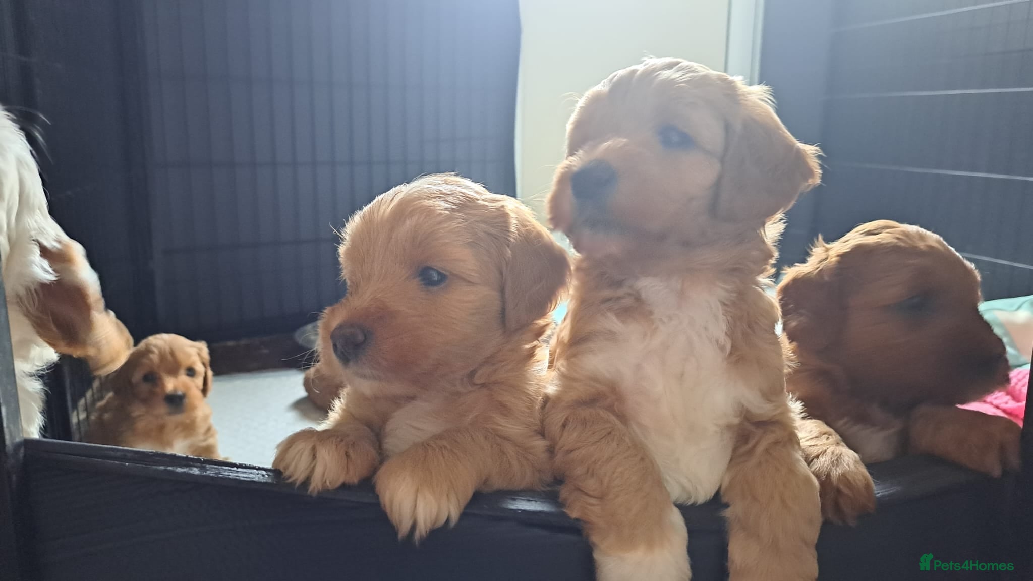 Australian Labradoodle dogs Tosha's and Rufus puppies - Advert 1