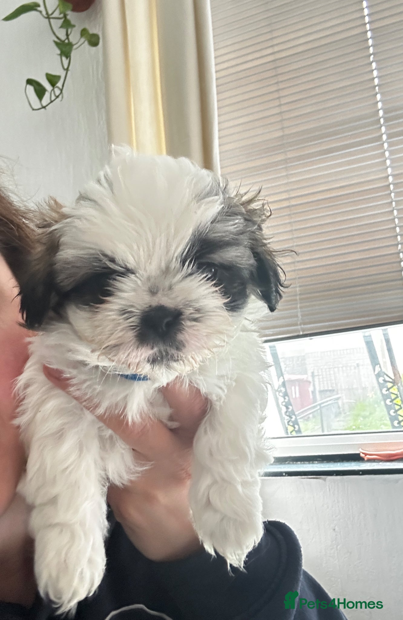 Shih Tzu dogs Shih Tzu  - Advert 1