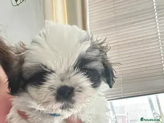 Shih Tzu dogs Shih Tzu - Advert 2