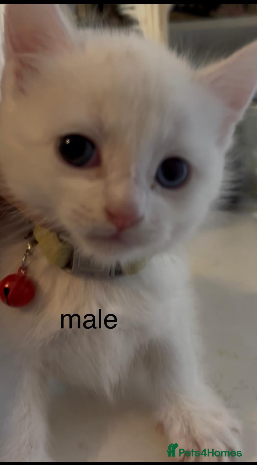 Mixed Breed cats Siamese cat mixed with full white cat  - Advert 2