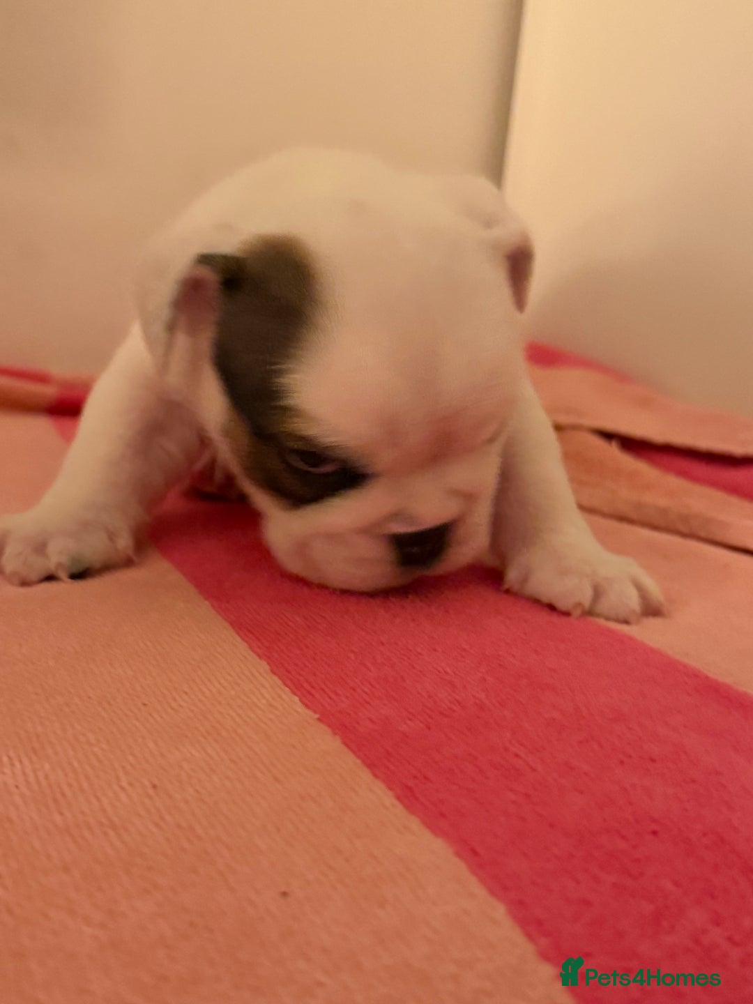 English Bulldog dogs for sale: Amazing British bulldogs  - Image 9