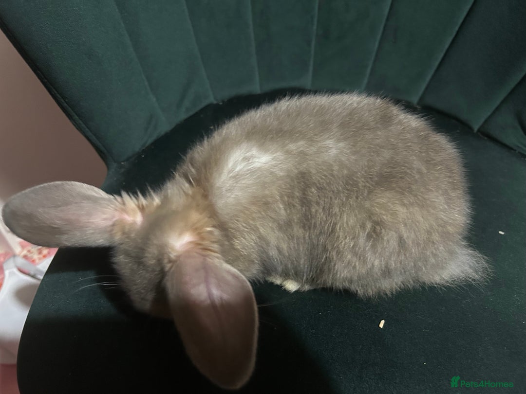 Mixed Breed rabbits for sale: New zealand cross Lionhead - Advert 4