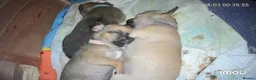 Chihuahua dogs for sale: Chihuahua puppies  - Advert 8
