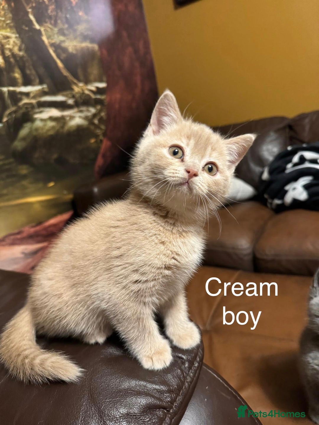 British Shorthair cats for sale: Beautiful litter of British Shorthair kittens - Advert 3