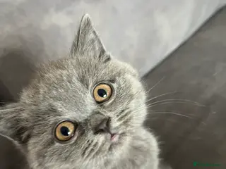 British Shorthair cats Lovely british shorthair kittens - Advert 3