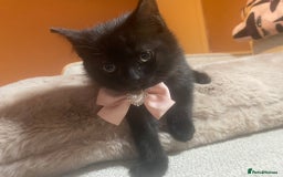 British Shorthair cats for sale: Solid Black British Shorthair  - Image 3