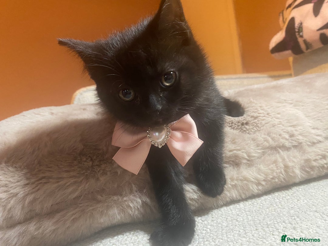 British Shorthair cats for sale: Solid Black British Shorthair  - Image 3
