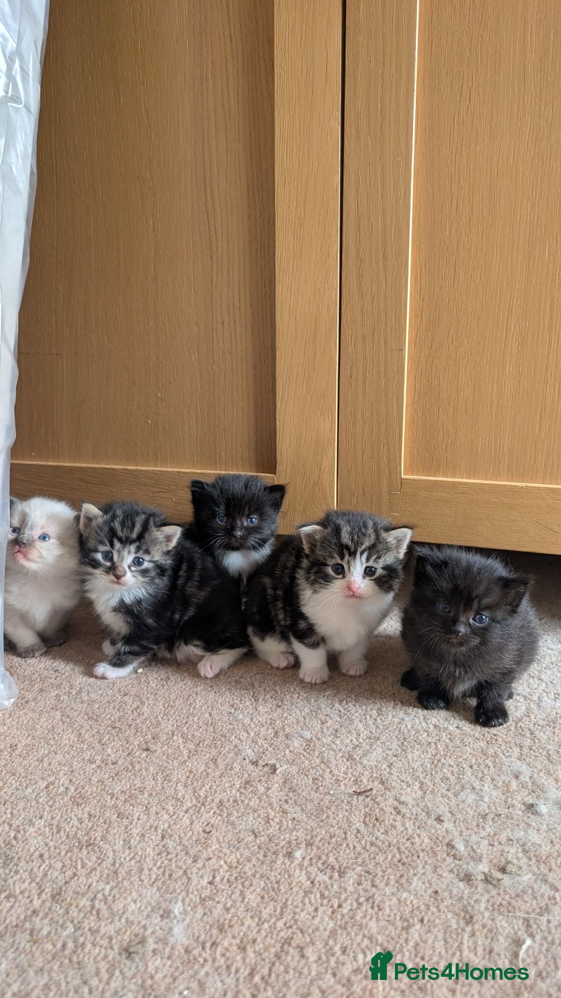 Mixed Breed cats Beautiful Ragdoll Cross & Tabby Kittens. Ready Now - Advert 2