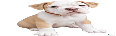 Olde English Bulldogge 7